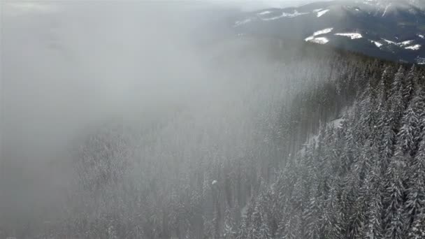 Güzel Kış Dağ Manzara Ile Karla Kaplı Ladin Planda — Stok video