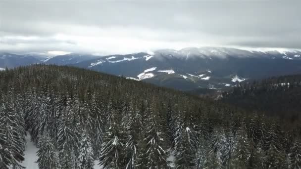 美しい冬山風景フォア グラウンドで雪に覆われたトウヒ — ストック動画