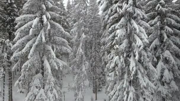 Bela Paisagem Inverno Com Abetos Cobertos Neve — Vídeo de Stock