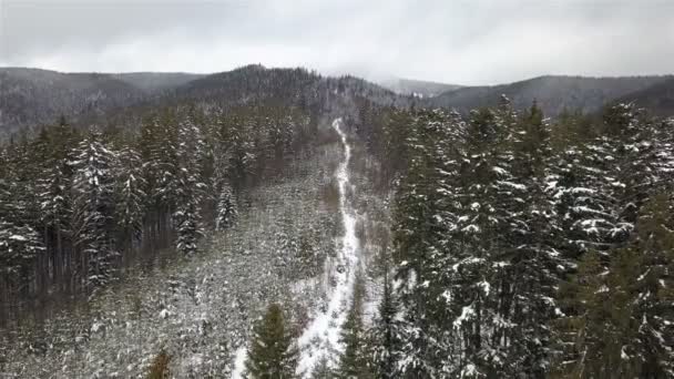 Paisaje Invernal Montañas Vista Aérea Los Abetos Cubiertos Nieve — Vídeos de Stock