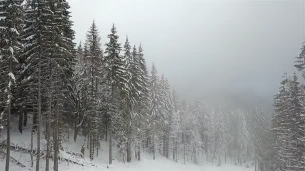 雾天气中积雪云杉的看法 — 图库视频影像