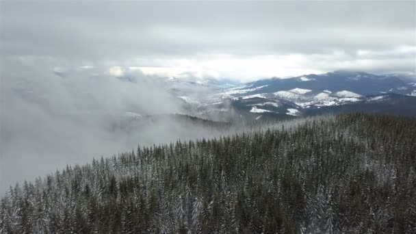 Wunderschöne Neblige Winterlandschaft Den Karpaten Mit Schneebedecktem Wald — Stockvideo