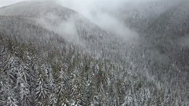 霧の中に山岳地帯に雪に覆われたトウヒ林の空中写真 — ストック動画