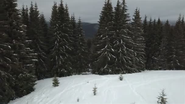 Mooie Groenblijvende Sparren Winter Een Bergachtig Gebied — Stockvideo
