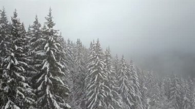 Bir sis sırasında dağlık bir alanda karla kaplı Ladin üzerinde havadan görünümü