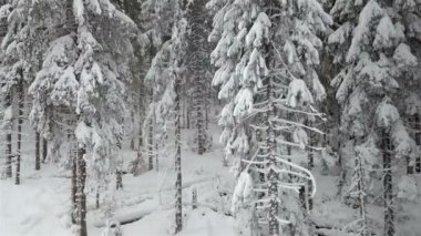 Ladin ağaçları yoğun kar yağışı, karlı kış sonra karla kaplı