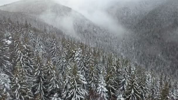 Havadan Görünümü Karla Kaplı Çam Ormanda Kış Dağ Manzarası Karpat — Stok video