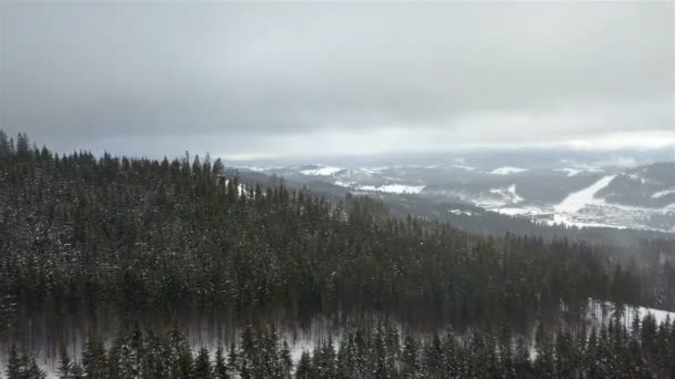 Winter Mountain Landscape Aerial View Snow Covered Spruce Forest Carpathian — Stock Video