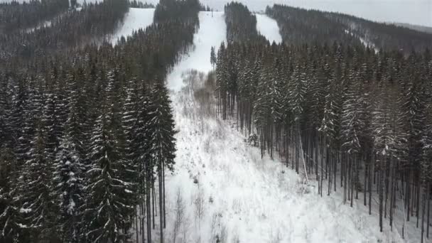 山云杉森林在冬天有空地 顶部视图 — 图库视频影像