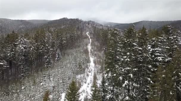 Forêt d'épinettes de montagne avec une clairière de jeunes sapins en hiver. Vue du dessus 