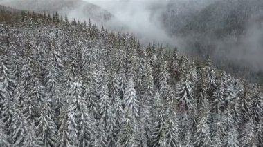 Kış dağ manzarası. Karpat. Karla kaplı çam ormanda havadan görünümü