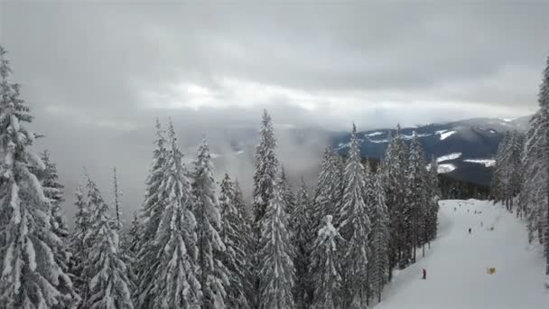 Vista Aérea Del Pino Cubierto Nieve Con Niebla — Vídeo de stock