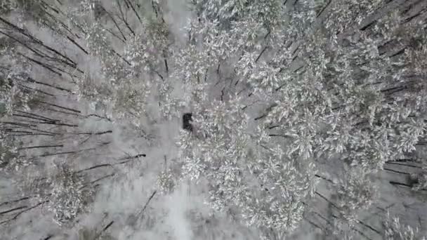 在冰雪覆盖的森林中乘坐冬季公路的 Suv 6X6 鸟瞰图 — 图库视频影像