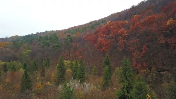 トップ ビューの丘の上の秋の森 — ストック動画