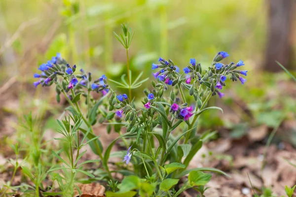 The medlina with blue and purple flowers grows in the forest — Stock Photo, Image
