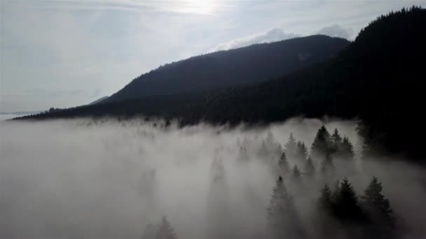 Drone Vole Dessus Des Nuages Blancs Forêt Dans Les Tatras — Video