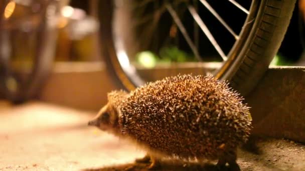 Little Hedgehog Walk Park Water Wheel Bicycle — Stock Video
