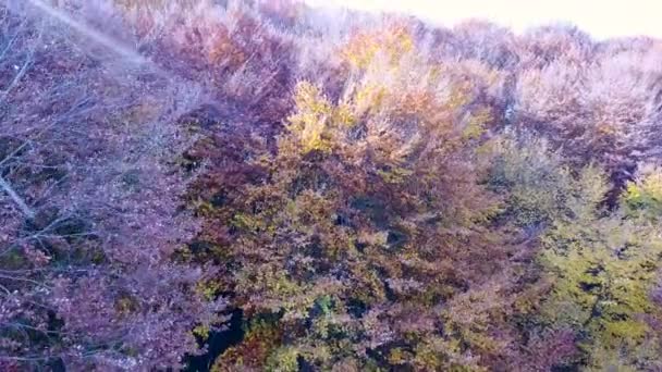 木々の上の黄金の紅葉の空中写真を閉じる — ストック動画