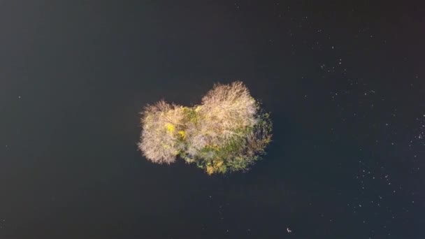 Vue Aérienne Île Sur Rivière Teterev Automne Avec Des Arbres — Video