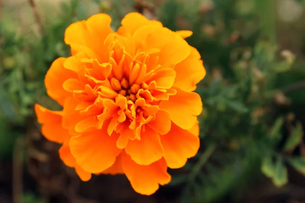 Detailní Fotografie Oranžové Francouzské Marigold — Stock fotografie