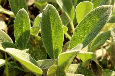 Yaşamsal yeşil yapraklar sahnesi