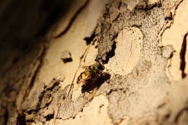 Ağaçtaki sineğin yakın plan fotoğrafı.