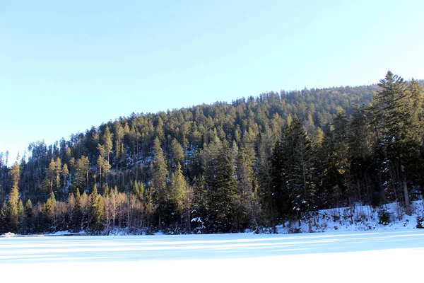 Χειμερινό Δάσος Ηλιόλουστη Μέρα — Φωτογραφία Αρχείου