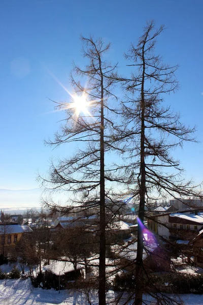 Två Träd Och Vinterlandskap — Stockfoto