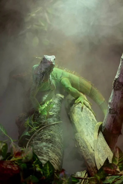 Ein Grüner Leguan Nebel Eines Tropischen Waldes — Stockfoto