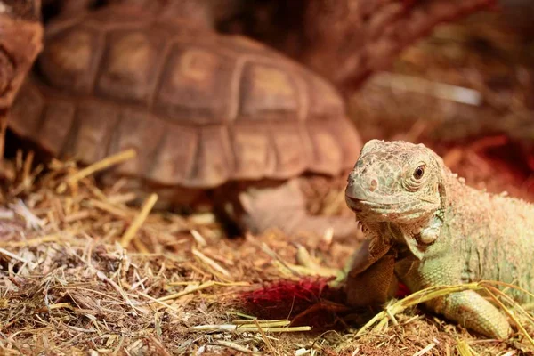 Leguan Nahaufnahme Porträt — Stockfoto