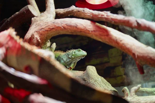 Portre Kadar Yakın Iguana — Stok fotoğraf