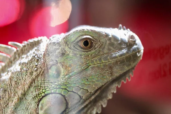 Iguana Nära Upp Porträtt — Stockfoto