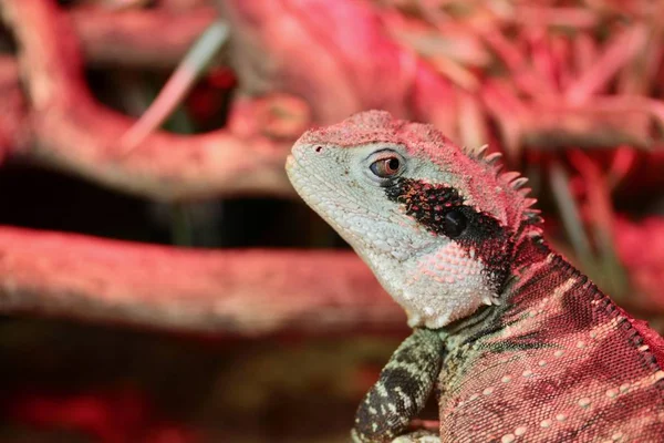 Portre Kadar Yakın Iguana — Stok fotoğraf