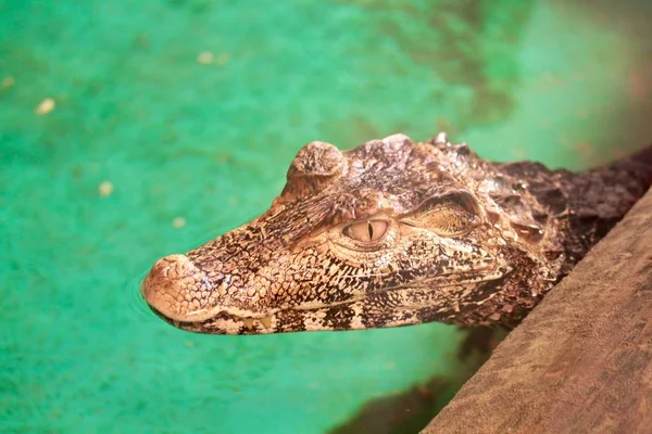 Wild Alligator Närbild Porträtt — Stockfoto