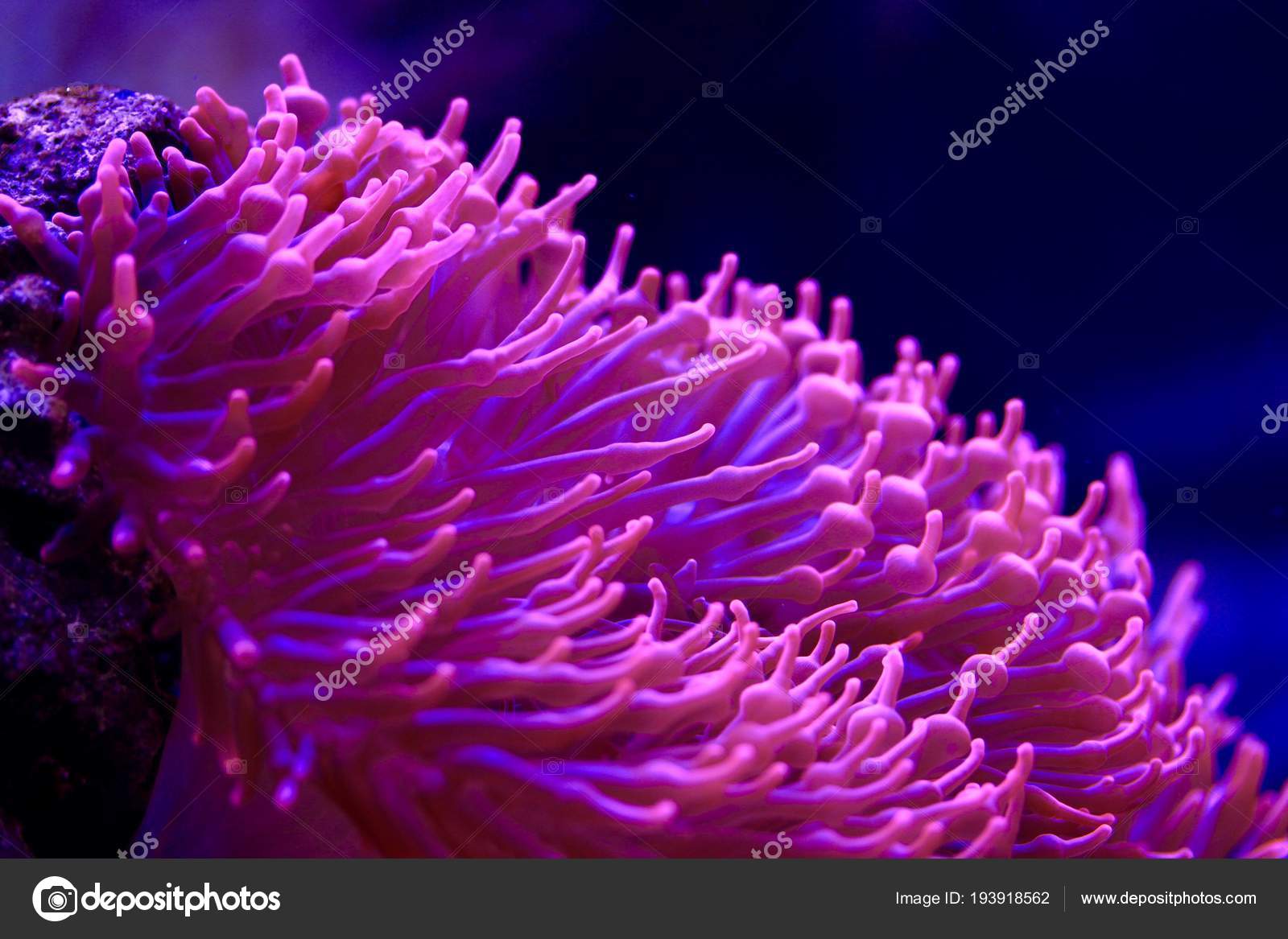 Pink Marine Anemone Background Stock Photo by ©lifeinapixel 193918562