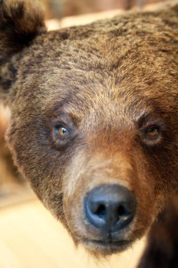 kahverengi ayı yakın plan portresi