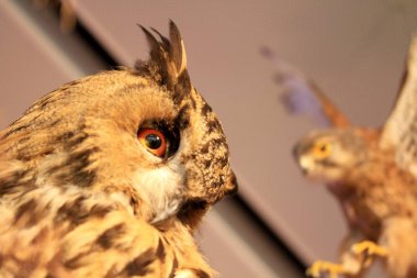 Sevimli baykuşun yakın görüntüsü