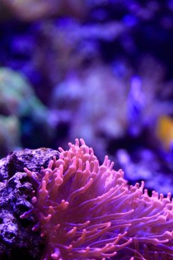 pembe deniz anemone arka plan