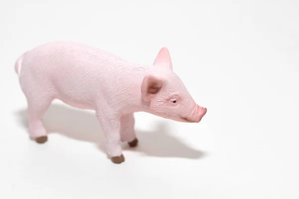 Little Pig Miniature White Background — Stock Photo, Image