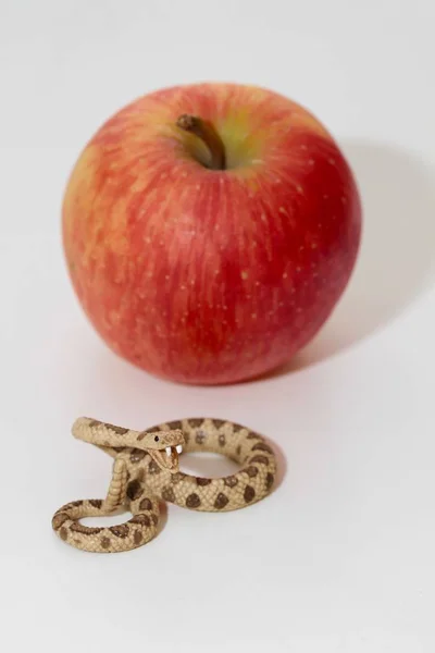 방울뱀의 미니어처 — 스톡 사진