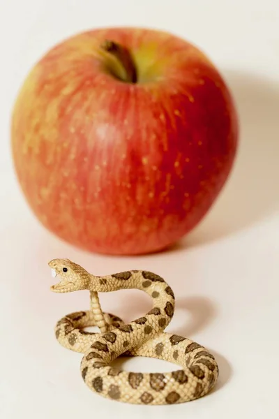 Miniature Rattlesnake Red Apple Original Sin Symbol — Stock Photo, Image