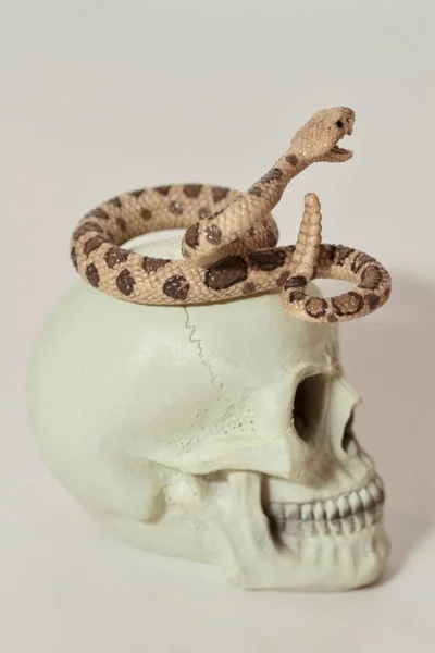 Miniatura Una Serpiente Con Cráneo Humano —  Fotos de Stock