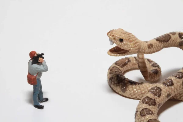 在一个巨大的响尾蛇面前有摄像头的记者的缩影 — 图库照片