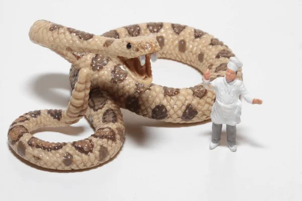 Miniatura Cocinero Con Una Serpiente Gigante —  Fotos de Stock