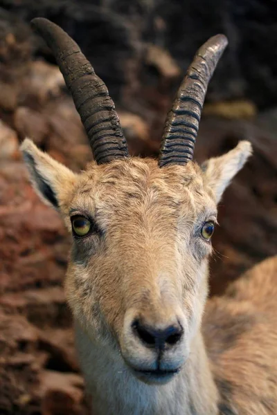 Mountain Goat Closeup Portrait — Stock Photo, Image