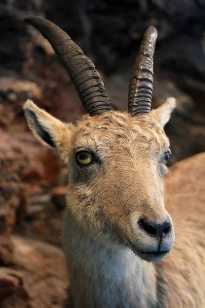 Mountain Goat Closeup Portrait — Stock Photo, Image