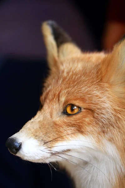 Wild Fox Close Portrait — Stock Photo, Image