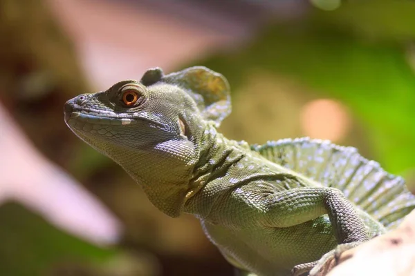 Green Big Lizard Called Basilisk — Stock Photo, Image