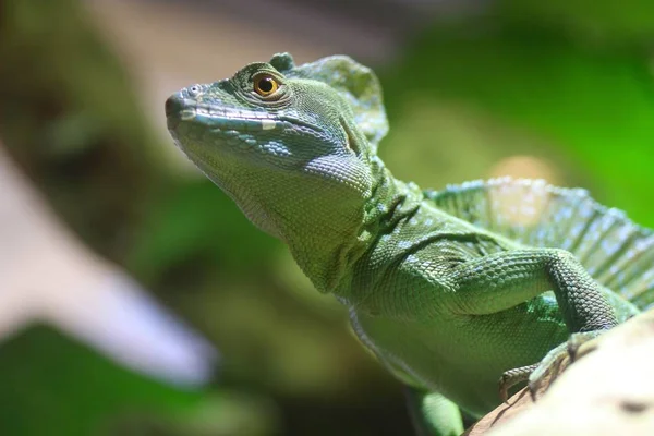 Grande Lagarto Verde Chamado Basilisco — Fotografia de Stock