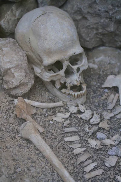 Skeleton Bones Old Tomb — Stock Photo, Image